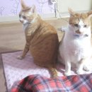 미랑미랑 이미지