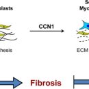 Re: Cellular senescence controls fibrosis in wound healing .. 2010 aging!! 이미지