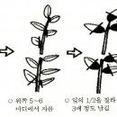 블루베리 묘목 기르는 요령 이미지