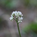 금강송 생태경영림 이미지