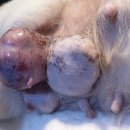 최광호동물병원 네이버블로그