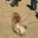 노랗노랗 | 원주 반계리 은행나무 노랑노랑해