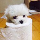 개 최고 이미지