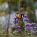 나비야놀자 이미지