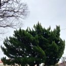 중문동-8 이미지