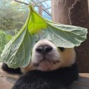 바오의선물