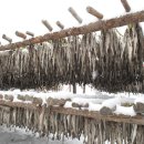 대관령황태이야기 이미지