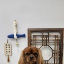 루비 애견샵 이미지