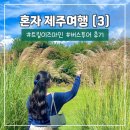 제주트립 | [제주] 혼자제주여행 (3) | 트립이즈마인 동부투어 솔직후기 | 나홀로 일일 제주 버스투어 | 사려니 숲...