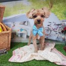 얌마(Yamma) 이미지