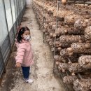 소룡농장 이미지