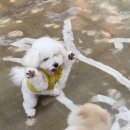 멍토피아 이미지