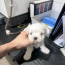 천안 강아지분양 고양이분양 파라다이스펫본점 이미지