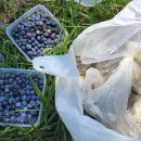 황포냉면 이미지