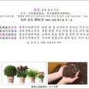 고방[7333]愚伏先生詩--澆花[요화] 이미지