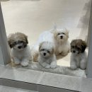 코튼빌리지 부산본점 이미지