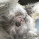 동물병원알루 | 암컷 강아지 중성화수술 후기 /문정 동물병원 &lt;알루&gt; 강추!!