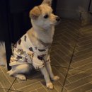 화박포차