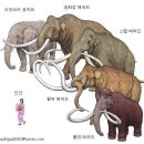 거대한 포유류들 이미지