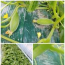 화니농장 이미지