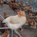 고려농장 이미지