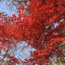 입곡군립공원(운동장앞) | 함안 입곡군립공원 단풍 명소 주차 포토존 주말여행 나들이 단풍 절정