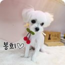 꽃다비펫 이미지