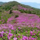 보성약품 Daum카페
