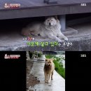 백구조명