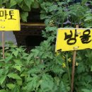 말바우야채