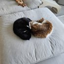 고양이 키우는집 소파 추천 누베스 아쿠아텍스 패브릭 3인용 소파 사용 후기