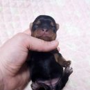 루시드 리엔 이미지