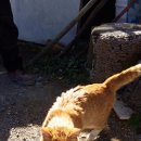 냥이파파