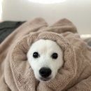 정말로동물병원 | [영등포] 강아지 치과 전문 동물 병원. 영등포 &#39;시그널 동물 병원&#39;_치주염 수술, 안검성형수술 후기.