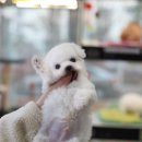 댕댕러브펫 이미지