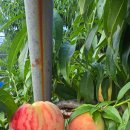 청보농장 이미지