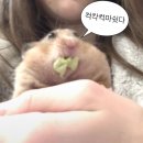 산동공갈빵