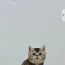 착한 고양이 이미지