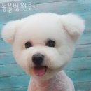 동물병원루니 이미지