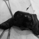 그랜드24시동물병원 이미지