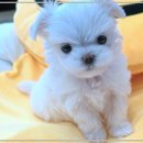 펫365 강아지분양 고양이분양 전주본점 이미지