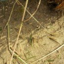 보리타작 이미지