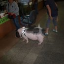 복도야지 Daum카페