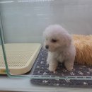 멍블랑 강아지분양 시흥배곧점 이미지