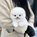 오독안심분양센터 강아지분양 고양이분양 하남점 이미지