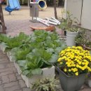 왕성농장 이미지