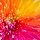 무지개가 피어나는 이미지