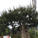 배내의 아침 이미지