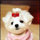 우리 강아지 이미지