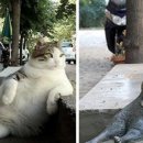 로얄동물메디컬센터w 이미지